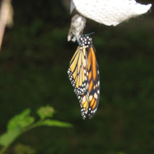 IMG_1517.JPG