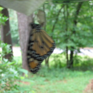 IMG_1521.JPG
