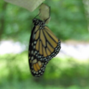 IMG_1522.JPG