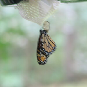 IMG_1523.JPG