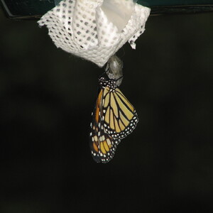 IMG_1524.JPG