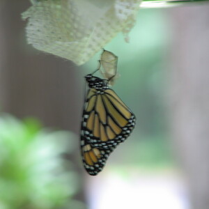IMG_1525.JPG