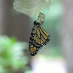 IMG_1526.JPG