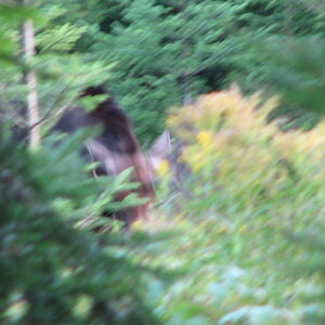 2006_Monarchs_n_Moose