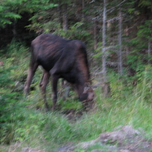 IMG_1597.JPG