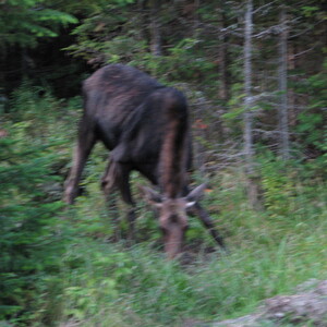 IMG_1599.JPG