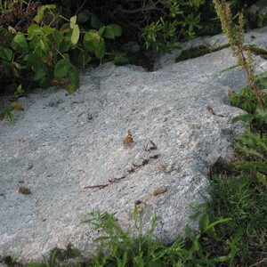 IMG_0620.JPG