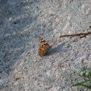 IMG_0625.JPG