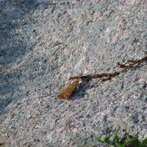 IMG_0626.JPG