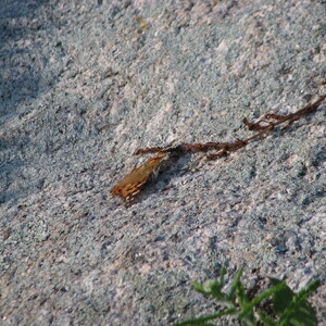 IMG_0627.JPG