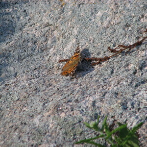 IMG_0628.JPG