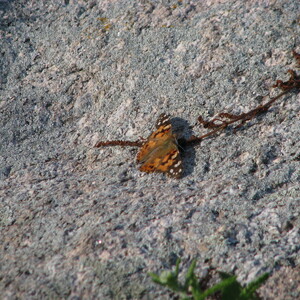 IMG_0629.JPG