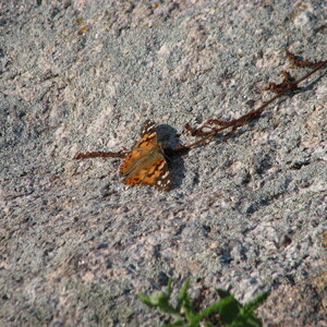 IMG_0631.JPG