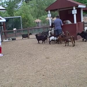 VID00017.mp4