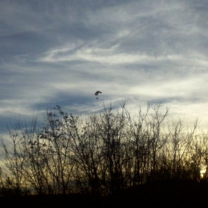 2010-11-13_16-30-44_654.jpg