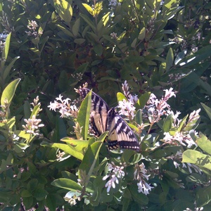 IMG_20120617_165348.jpg