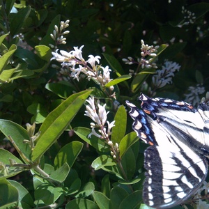 IMG_20120617_165355.jpg