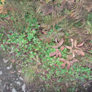 DSCF0216.JPG