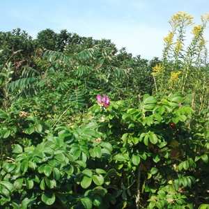 DSCF0072.JPG