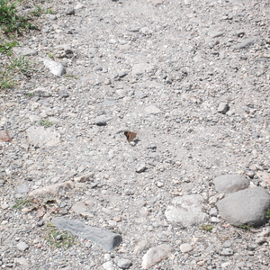DSCF0073.JPG