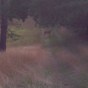 IMG_20120706_191623.jpg