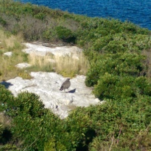 IMAG0102.jpg