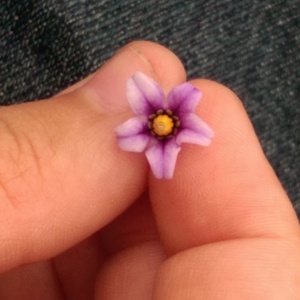 IMAG0115.jpg