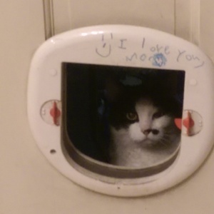 2015-silly-kitties