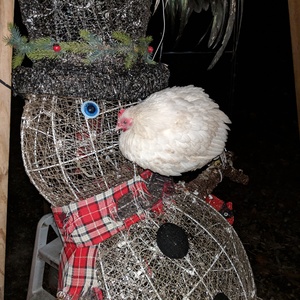 2019_Misc-winter-spring