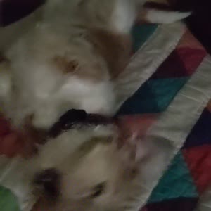PXL_20210526_115930590.mp4