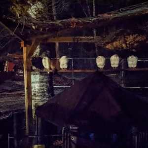 PXL_20220102_053410638.NIGHT.jpg