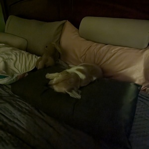 PXL_20241117_044804237.NIGHT.jpg